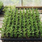 2 Raspberry Butterfly Bushes Plants Live, Flower Bush, 5-7 Inch Tall