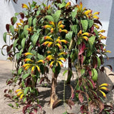 2 Lipstick Plants Live, Trailing Houseplant, 2 Inch Pot