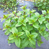 2 Orange Mint Live Plants, Fragrant Culinary Herb, 4-5 Inch Tall