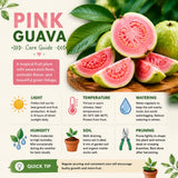Pink Guava Tree Live Plant, Live Fruit Tree, 7-9 Inch Tall