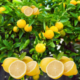 Yellow Meyer Lemon Live Tree, Citrus Fruit Tree, 2 Ft Tall, 1 Gallon Pot