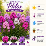 2 Phlox Flower Live Plants, Outdoor Landscape Perennial, 5-7 Inch Tall