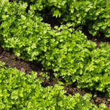 Parsley Live Plant, Garden Herb Plant, 4-7 Inch Tall, 4 Inch Pot