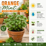 2 Orange Mint Herb Live Plants, Mint Herb Plant, 3-7 Inch Tall