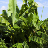Cold Hardy Basjoo Banana Plant Live, Sweet Fruit Banana Tree 4-7 Inch Tall