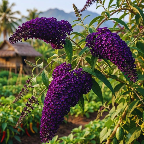Purple Butterfly Bush Plant Live, Outdoor Garden Shrub, 3-5 Inch Tall