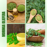 Moringa Tree Live Plant, Fast Growing Herb Tree, 4-7 Inch Tall, 4 Inch Pot