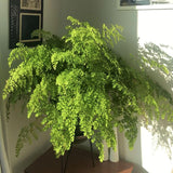 Pacific Maidenhair Fern Live Plant in 2.5 Inch Pot