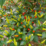 Red Pepper Live Plant, Hot Chili Pepper Plant, 4-7 Inch Tall
