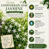 White Star Jasmine Plant Live, Outdoor Garden Flower Shrub, 4-7 Inch Tall