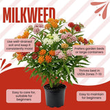 Set of 2 Mix Milkweed Live Plant 4-6" Tall