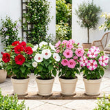 2 Mixed Hibiscus Live Plants, Vibrant Bloom Plant, 7-9 Inch Tall