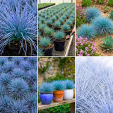 2 Ornamental Grass Live Plants, Well-Rooted Grass Plant, 4 Inch Pot