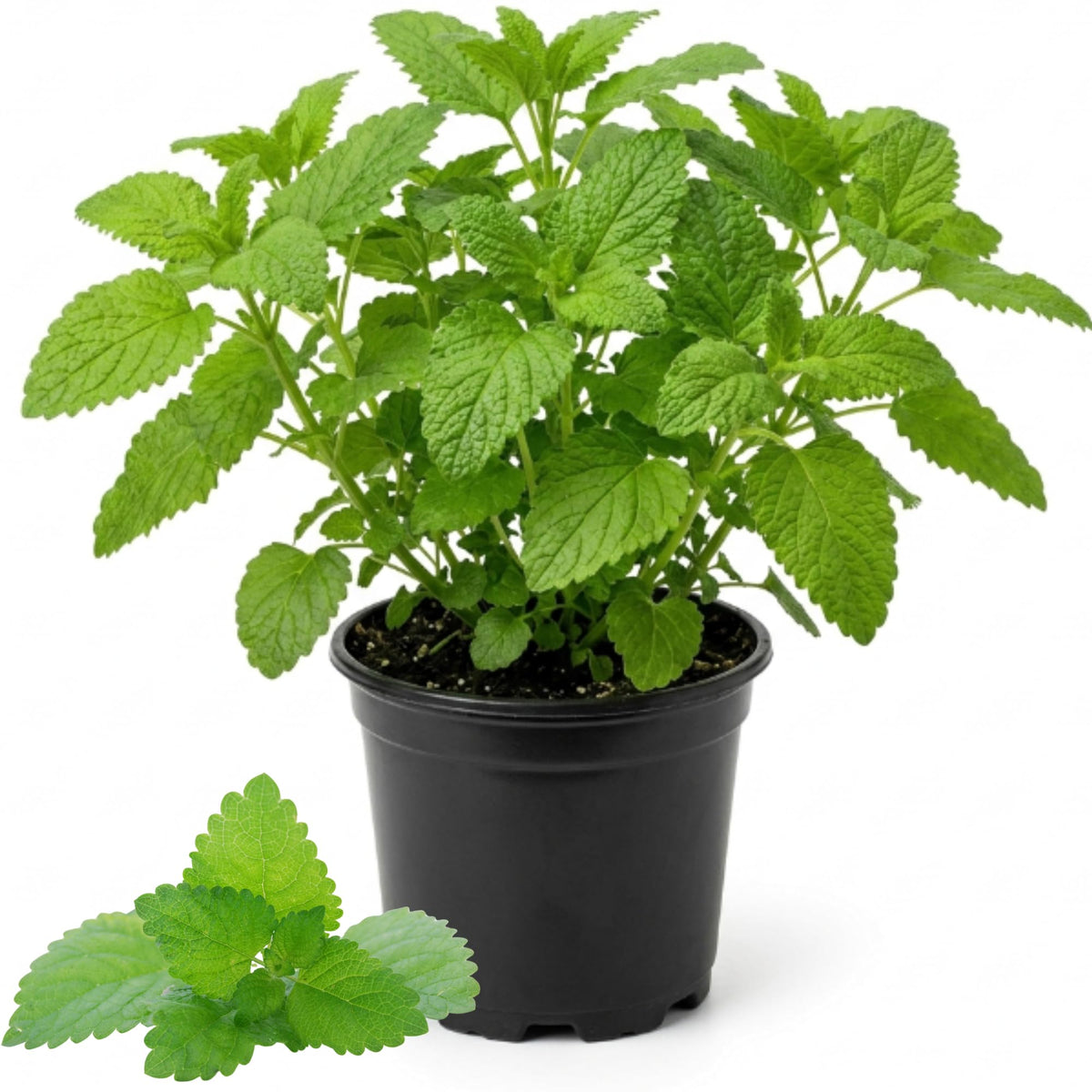 Lemon Balm Mint Live Plant, Herb Seedling Plant, 4-6 Inch Tall, 4 Inch Pot