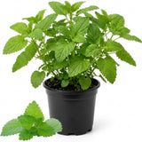 Lemon Balm Mint Live Plant, Herb Seedling Plant, 4-6 Inch Tall, 4 Inch Pot