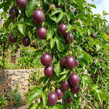 Purple Passionfruit Plant Live, Passion Fruit Vine Plant, 4-6'' Tall