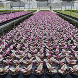Pink Tradescantia Wandering Jew Live Plant, Indoor Plant, 3 Inch Pot