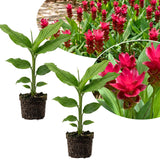2 Red Curcuma Ginger Live Plant, Ginger Flower in Garden, 4-6 Inch Tall