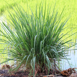 Lemongrass Live Plant, Outdoor Garden Herb Plant, 4-7 Inch Tall, 4 Inch Pot