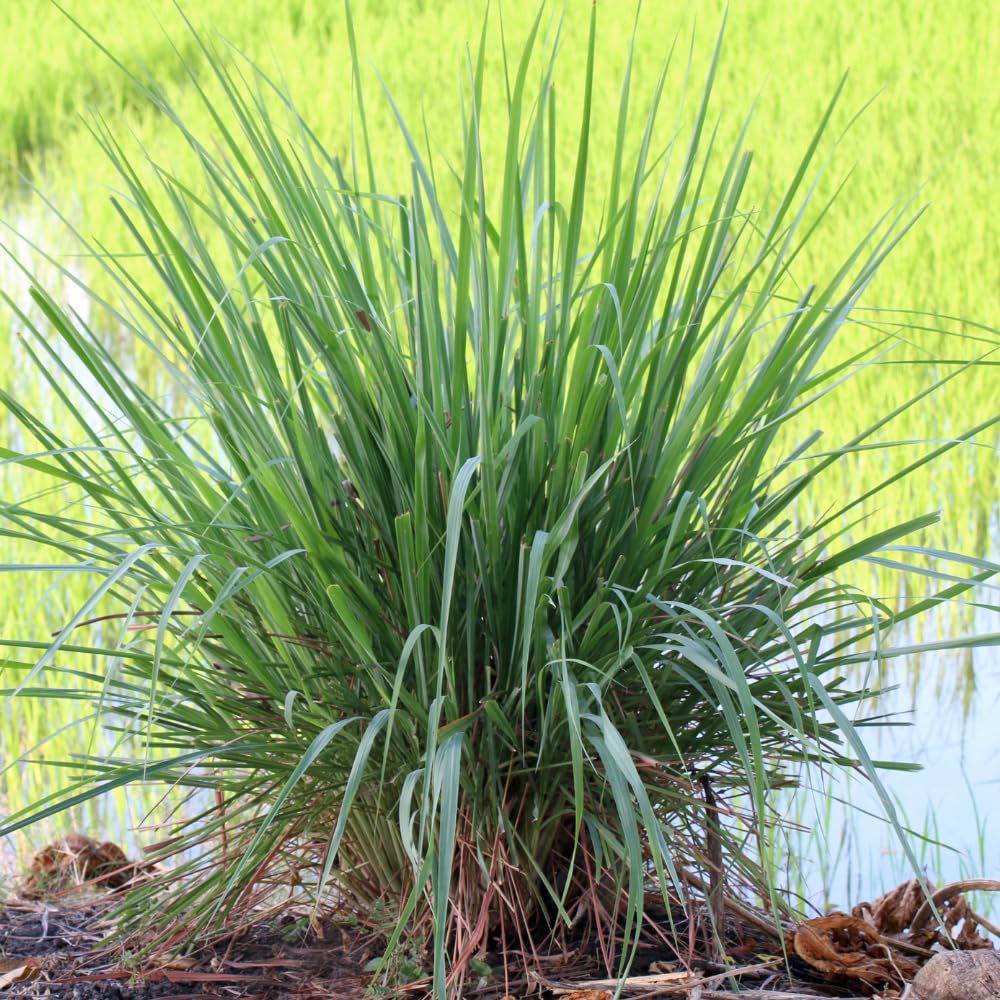 Lemongrass Plant Live, Outdoor Garden Herb Plant, 4-7 Inch Tall, 4 Inch Pot