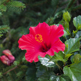 2 Red Hibiscus Live Plants, Patio Container Flower, 4-8 Inch Tall
