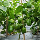 Bell Pepper Plants Live, Live Seedling, 4-6 Inch Tall, 4 Inch Pot