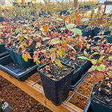 Blue Fuchsia Plant Live, Flower Plant, 4-8 Inch Tall, 5 Inch Pot