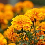 Orange African Marigold Live Plant, 5-7 Inch Tall, 4 Inch Pot