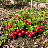 Cranberry Hibiscus Live Plant, Hardy Perennial Flower, 3-5 Inch Tall