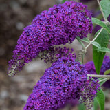 Live Black Purple Butterfly Bush Plant, 4-8 Inch Tall