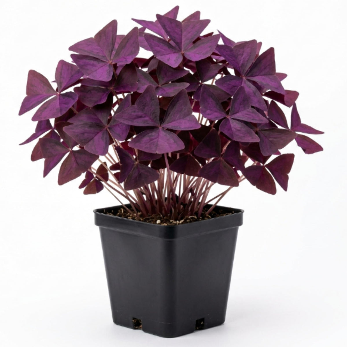 Purple Shamrock Oxalis Live Plant, Indoor Plant, 4-6 Inch Tall, 4 Inch Pot