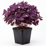Purple Shamrock Oxalis Live Plant, Indoor Plant, 4-6 Inch Tall, 4 Inch Pot