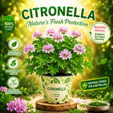 Citronella Geranium Plant Live, Fragrant Herb Plant, 4-6 Inch Tall