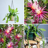 Pink Fishbone Cactus Plant Live, Houseplant, 5-7 Inch Tall, 2 Inch Pot