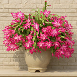 Pink Holiday Cactus Plant Live, Houseplant, 4-7 Inch Tall, 4 Inch Pot