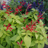 Pineapple Sage Salvia Live Plant in 4" Pot, 2 Plant Per Pot