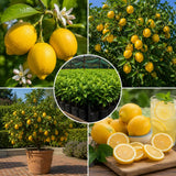 Grafted Meyer Lemon Tree, Meyer Lemon Fruit Plant, 2 Ft Tall, 1 Gallon Pot