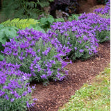 Set of 2 Spanish Lavender Plants Live, 3 Inch Pots