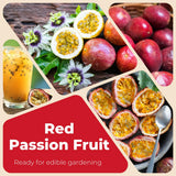 Red Passion Fruit Live Plant, Well-Rooted Starter Plant, 4-6 Inch Tall