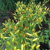 Hot Yellow Red Pepper Plants Live, 2 Plants Per Pot, 3-6 Inch Tall