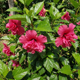 2 Pink Hibiscus Bushes Live Plants, Patio Container Flower, 4-8 Inch Tall