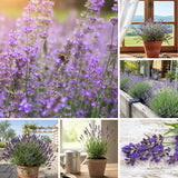 Provence Lavender Plant Live, Flower Plant, 4-7 Inch Tall, 4 Inch Pot