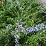 Rosemary Live Plant 4-7 Inch Tall