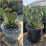 Blue Green Agave Succulent Live Plant, Home Garden Plant, 4 Inch Pot