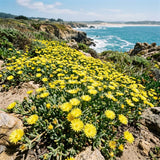 Yellow Ice Plant Live Plant, Ground Cover, 4-7 Inch Tall, 4 Inch Pot