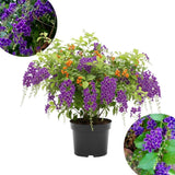 2 Duranta Blue Live Plants 4-7Inches Tall