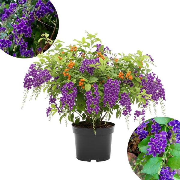 2 Duranta Blue Live Plants 4-7Inches Tall