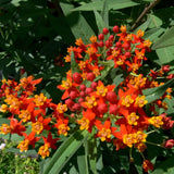 Set 2 Tropical Milkweed Live Plant 4-6" Tall