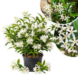Star Jasmine Live Plant, Well-Rooted Flower Plant, 4-6 Inch Tall