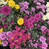 2 Mix Chrysanthemum Live Plants - 3-6 Inch Tall